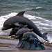 Скульптура «Дельфины на волне» в городе Новороссийск