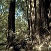 The Forest of Nisene Marks State Park