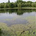 Sviblovskiye Ponds