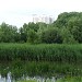 Заболоченный берег реки Яузы в городе Москва