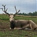 Park dzikich zwierząt w Kadzidłowie... Oberża pod Psem