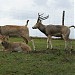 Park dzikich zwierząt w Kadzidłowie... Oberża pod Psem