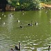 Ibirapuera Lake