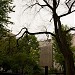 Двухсотлетний вяз в городе Москва