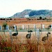 Emu (Bird) Farming