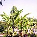 Where bananas were grown in 2006 in Cambridge city