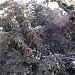 khadimskardu Garden 2 in Skardu city