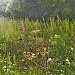 Старинное кладбище села Павшино в городе Красногорск