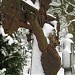 Old Cemetery in Рурмонд city