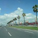 Palm Trees in Tirana city