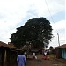 mugumo Tree