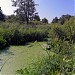 Sestroretskoye swamp