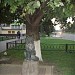 Скульптура «Кот учёный» в городе Раменское