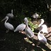 Болото пеликанов в городе Москва