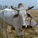 HFCL Infotel Ltd. (B-71, Industrial Area, phase-7, Mohali) - posted by Nishant Bhatnagar in Sahibzada Ajit Singh Nagar city