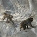 Japanese Macaques in Tokyo city