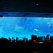 沖縄美ら海水族館