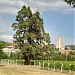 Секвойядендрон гигантский (Мамонтово дерево) (ru) in Alushta city