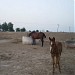 Army Steed Farm Kernel Sayyad Yusaf Jamal(R) in Toba Tek Singh city