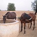 Army Steed Farm Kernel Sayyad Yusaf Jamal(R) in Toba Tek Singh city