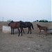 Army Steed Farm Kernel Sayyad Yusaf Jamal(R) in Toba Tek Singh city