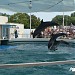 Dolphinarium in Constanţa city