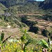 Maligcong Rice Terraces