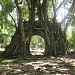 Nền Tả Tùng Phòng trong Thành phố Huế thành phố