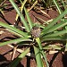 Dole Pineapple Plantation