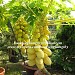 Hoa kiểng Sa Đéc - VƯỜN KIỂNG HÙNG THY 1 trong Thành phố Sa Đéc thành phố