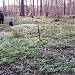Теневой сад в городе Москва