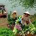 Chợ Cồn