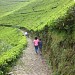 Kaligua Tea Plantation