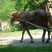 Усадьба лесничества в городе Киев