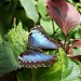 Butterfly Magic in Cleveland, Ohio city