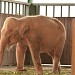 White Elephants in Naypyidaw city