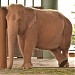 White Elephants in Naypyidaw city