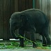 White Elephants in Naypyidaw city