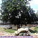 Ao câu cá giải trí Bình Hưng Hòa (vi) in Ho Chi Minh City city
