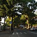 Эвкалиптовая аллея (ru) in Gagra city