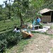 Makaibari Tea Estate