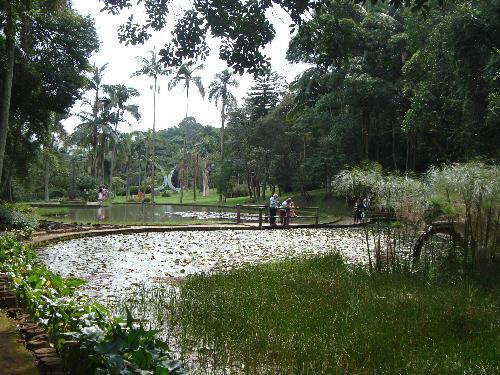 Jardim Botânico De São Paulo Instituto De Botânica São Paulo 6962