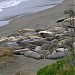 Elephant Seals of Piedras Blancas