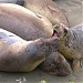 Elephant Seals of Piedras Blancas