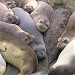 Elephant Seals of Piedras Blancas