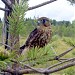 Smolensk Lakeland National Park