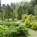 Японский садик в городе Сочи