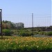 Amador Flower Farm