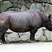 Rhinocero in Tokyo city