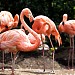 Flamingo in Tokyo city